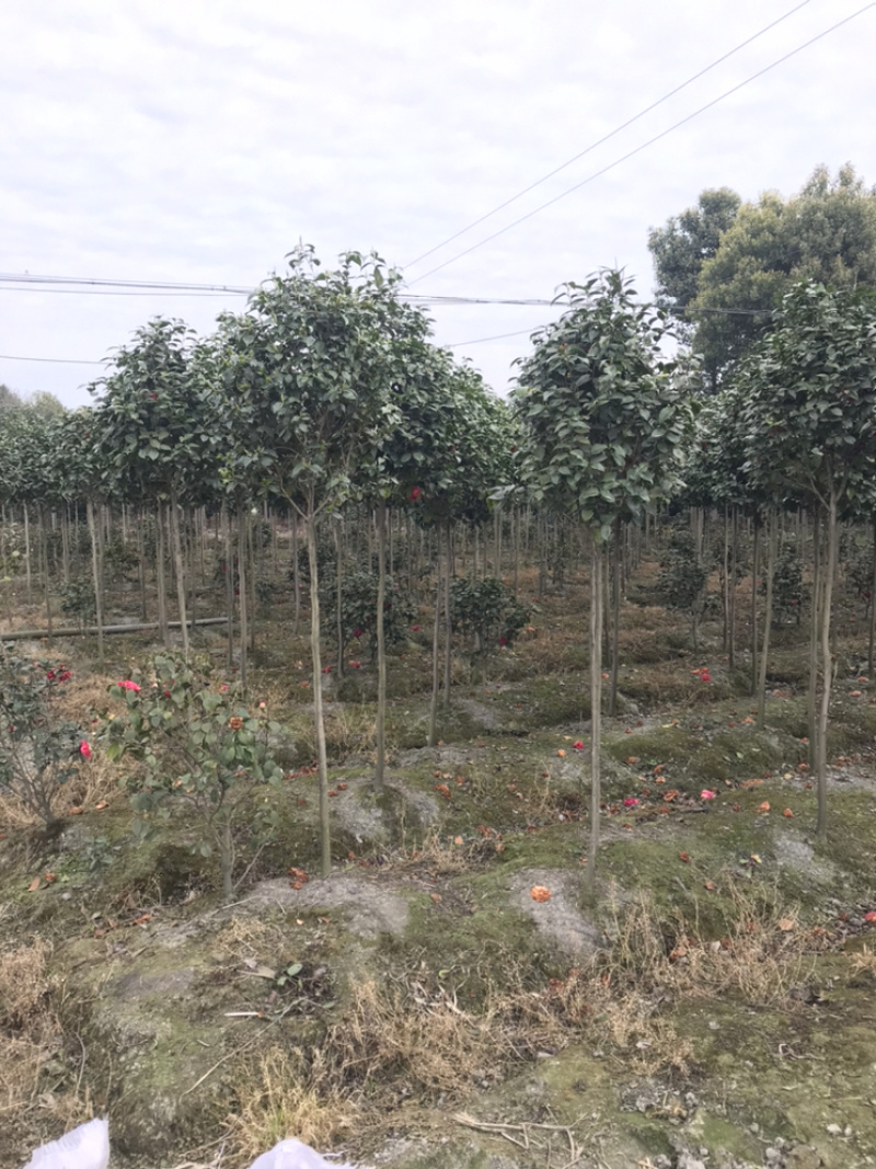 山茶花高杆茶花茶花笼子丛生茶花茶花地笼子
