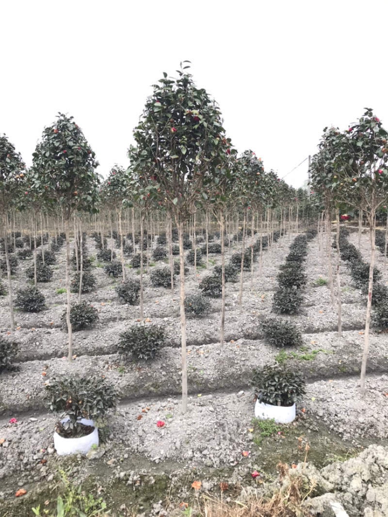 山茶花高杆茶花茶花笼子丛生茶花茶花地笼子