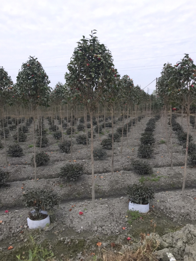山茶花高杆茶花茶花笼子丛生茶花茶花地笼子
