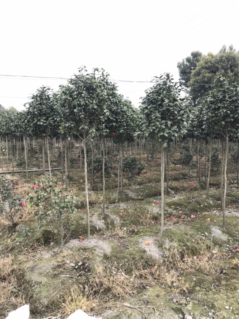 山茶花高杆茶花茶花笼子丛生茶花茶花地笼子