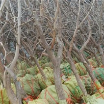 基地直供五十万亩枣树苗金丝小枣苗成活率高