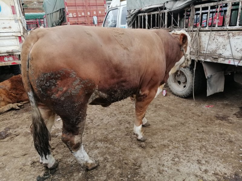 肉牛贵州土黄牛，西门达尔大肉牛（欢迎各界老板电话咨询）