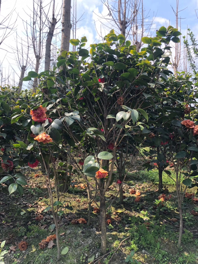 山茶花高杆茶花茶花笼子丛生茶花茶花地笼子