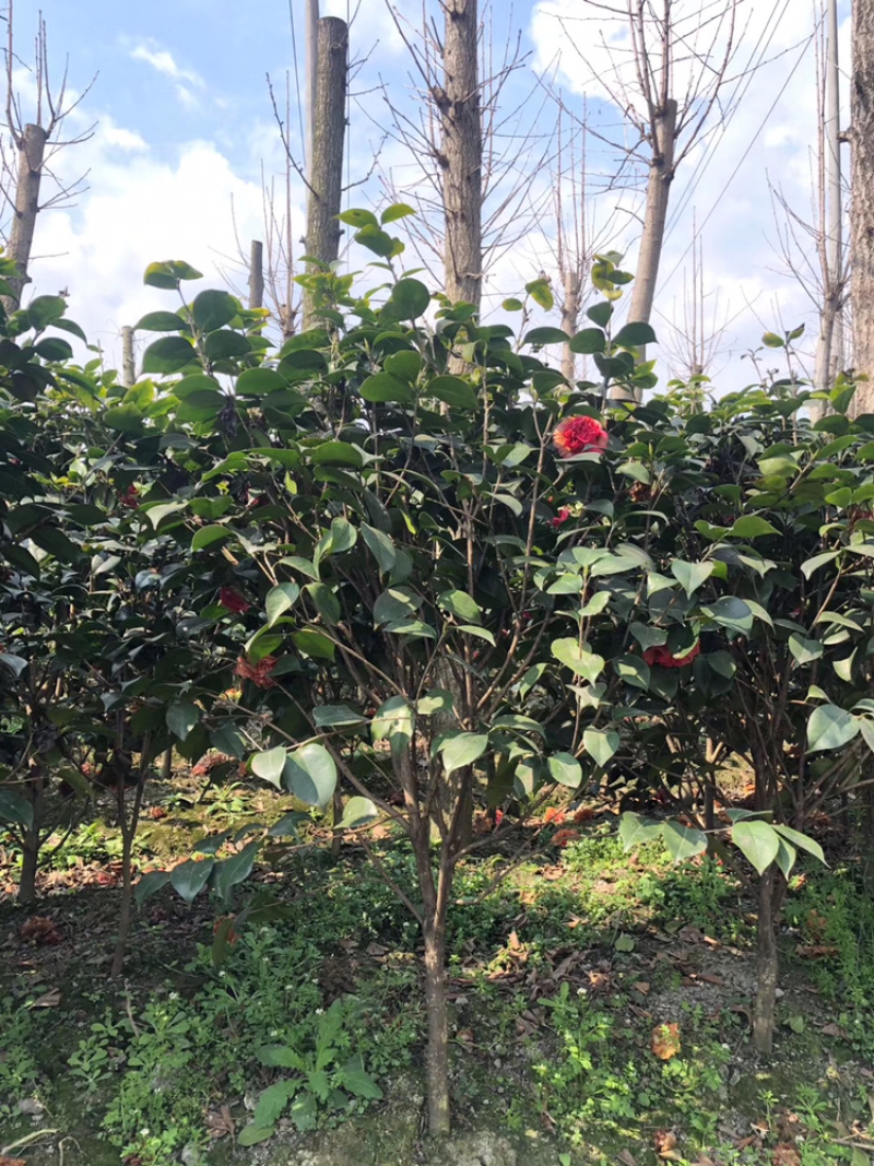 山茶花高杆茶花茶花笼子丛生茶花茶花地笼子