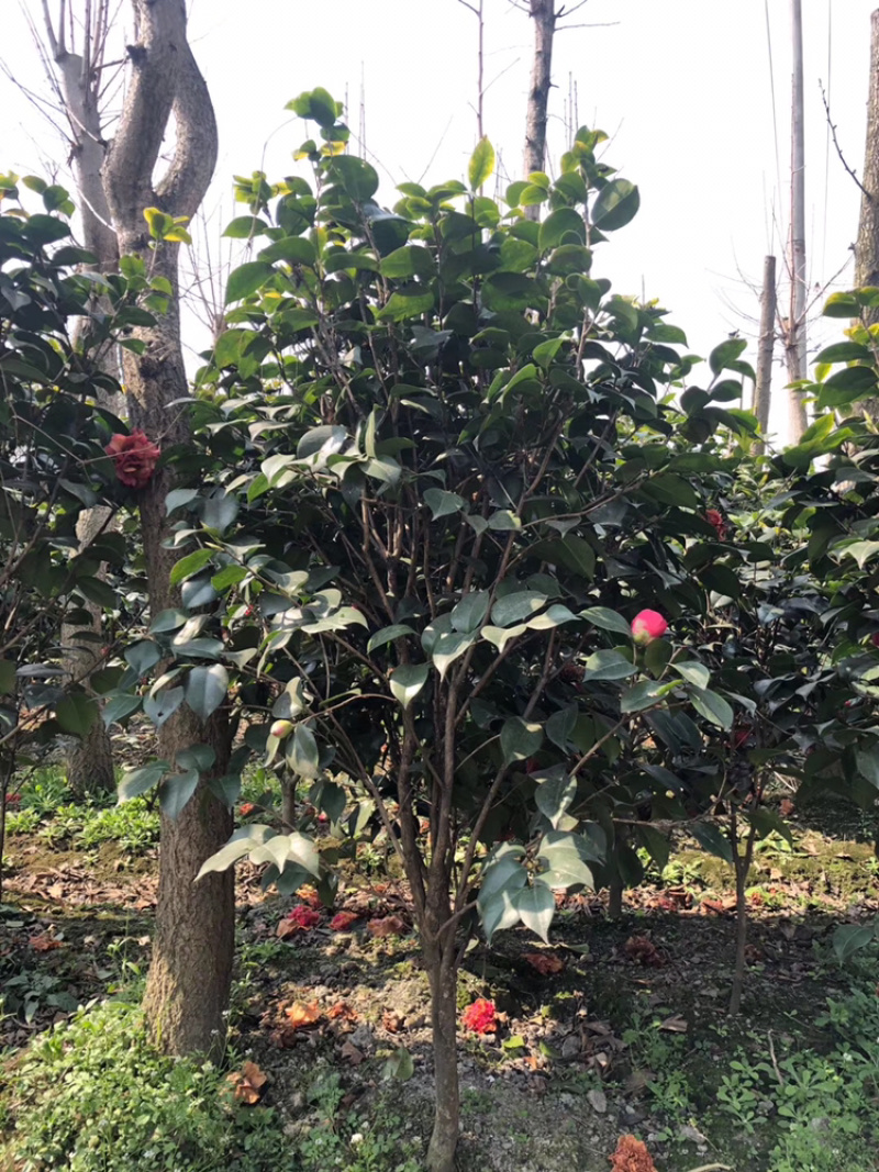 山茶花高杆茶花茶花笼子丛生茶花茶花地笼子