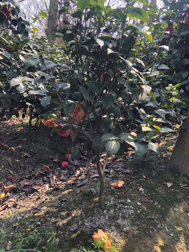 山茶花高杆茶花茶花笼子丛生茶花茶花地笼子