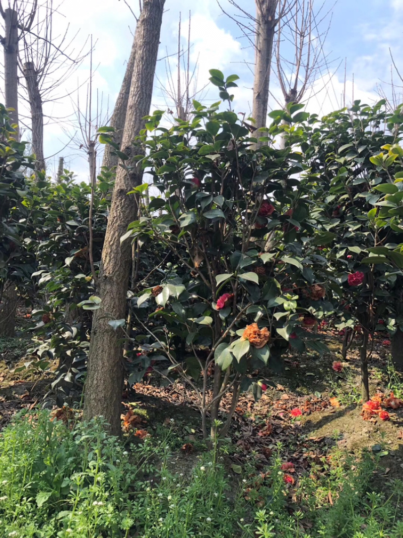 山茶花高杆茶花茶花笼子丛生茶花茶花地笼子
