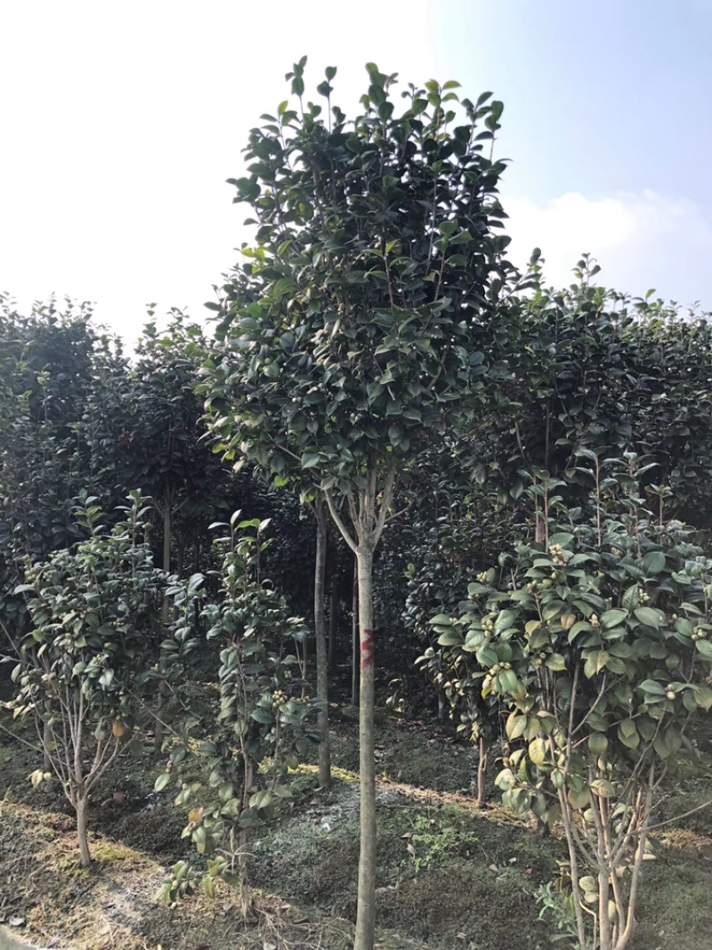 山茶花高杆茶花茶花笼子丛生茶花茶花地笼子