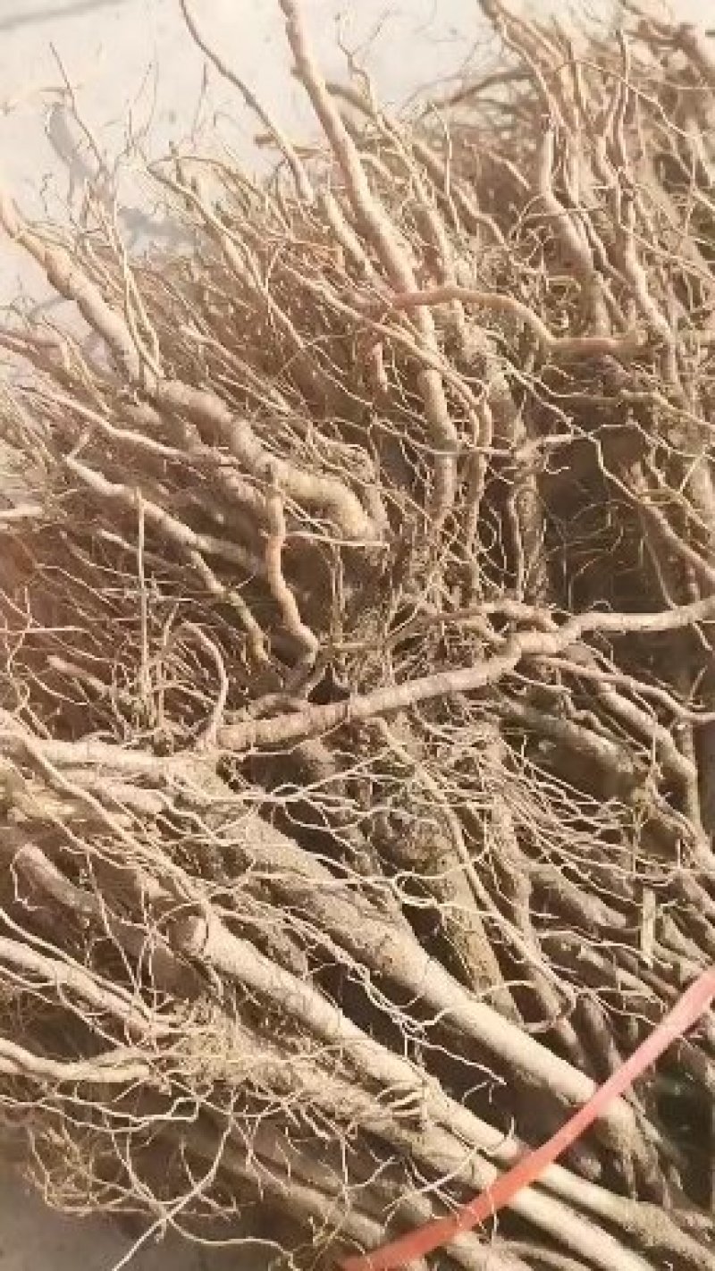 爬山虎五叶地锦规格50--120高，一手货源