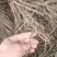 爬山虎五叶地锦规格50--120高，一手货源