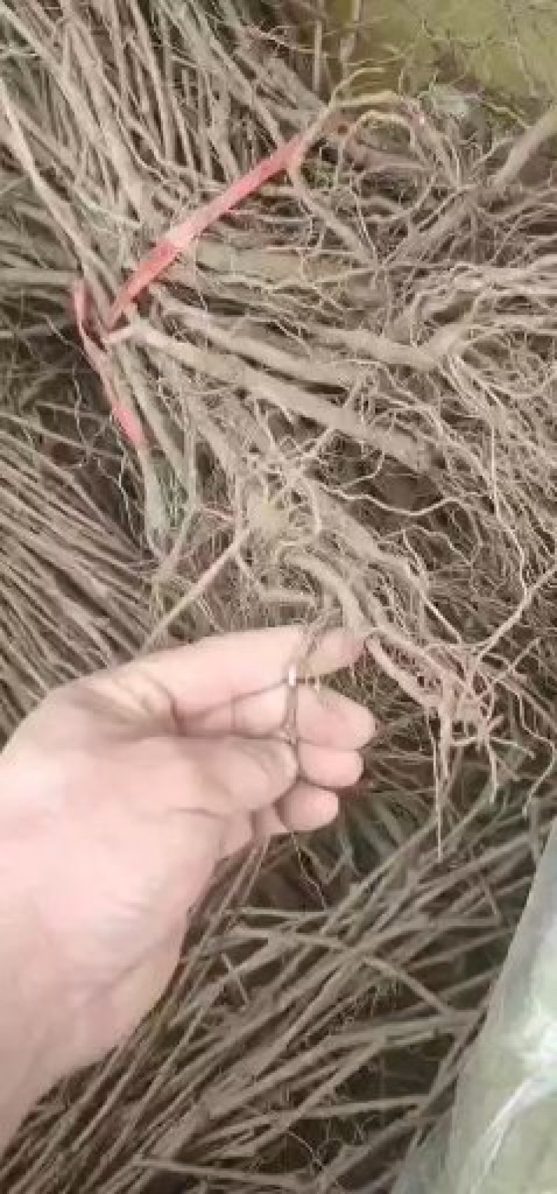 爬山虎五叶地锦规格50--120高，一手货源
