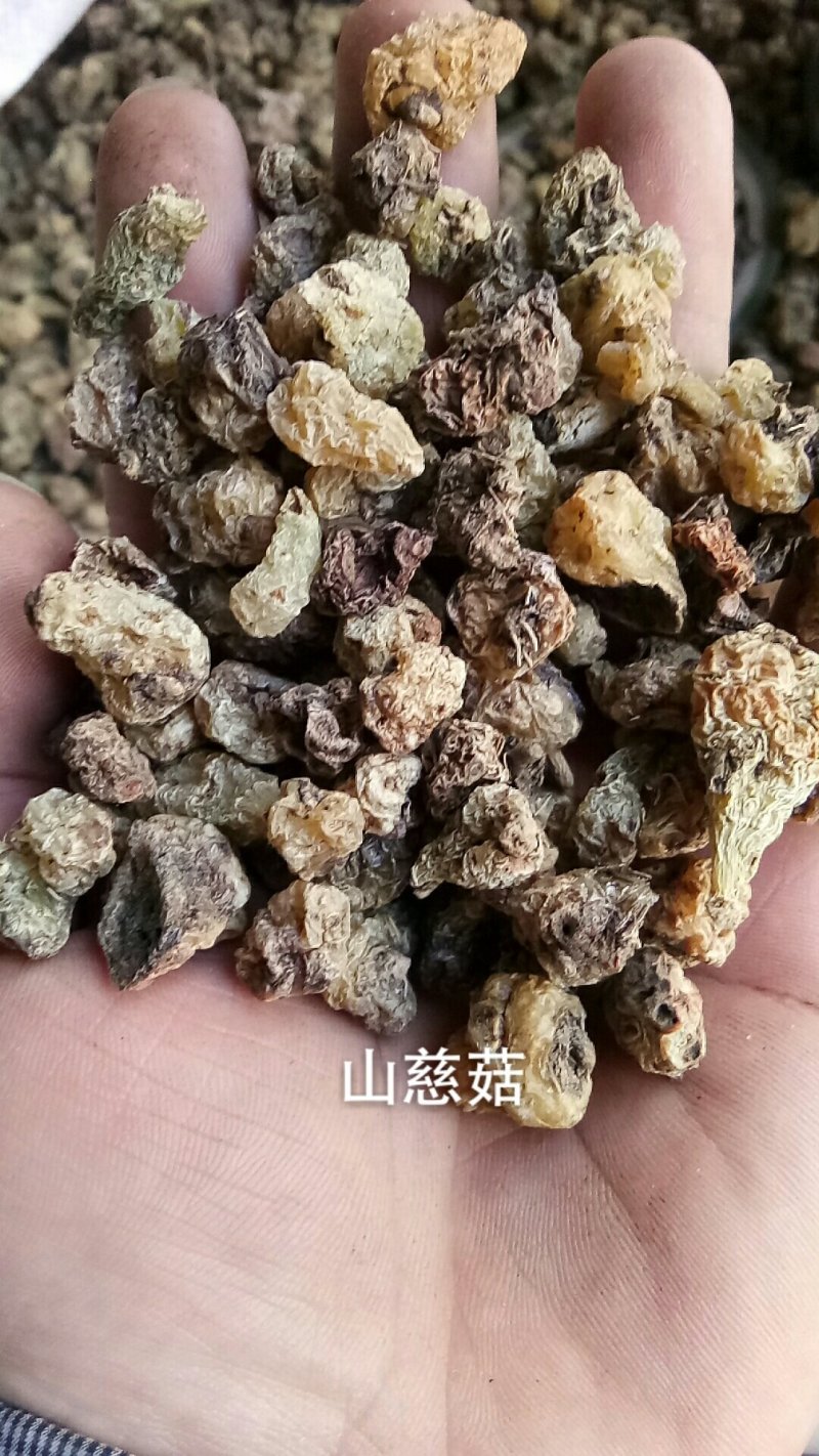 山慈菇毛慈菇茅茨菇干货各种中药材