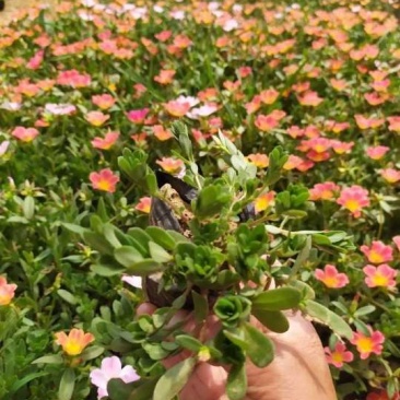 基地特价供应混色太阳花