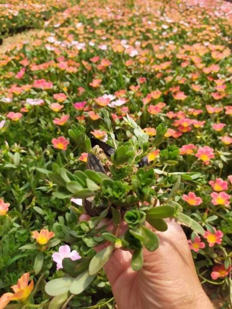 基地特价供应混色太阳花