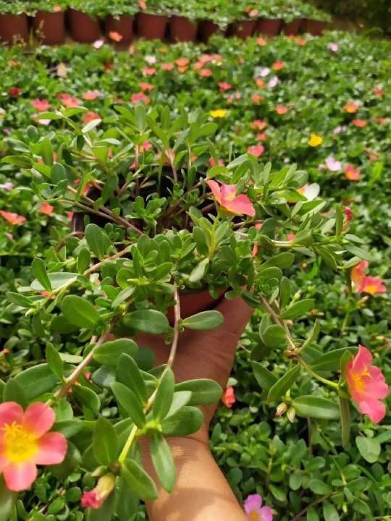 基地特价供应混色太阳花