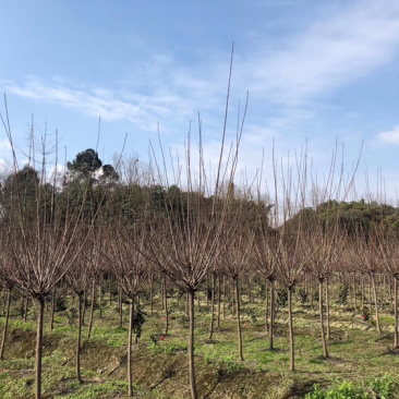 红梅四川红梅基地成都红梅基地直销红梅花儿