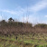 红梅四川红梅基地成都红梅基地直销红梅花儿