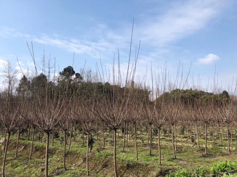 红梅四川红梅基地成都红梅基地直销红梅花儿