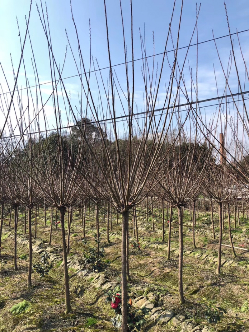 红梅四川红梅基地成都红梅基地直销红梅花儿