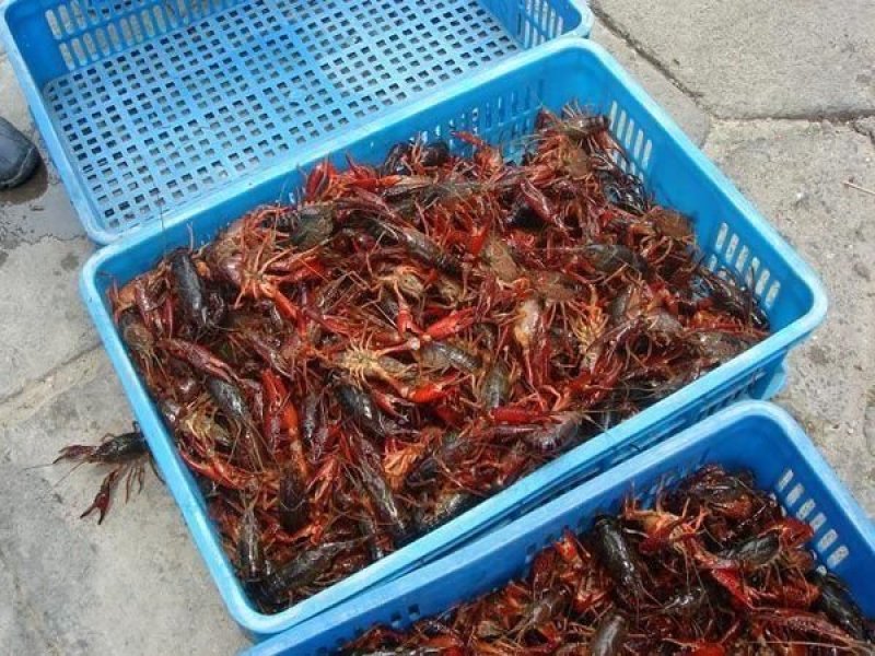 小龙虾苗