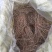 爬山虎五叶地锦规格50--120高，一手货源