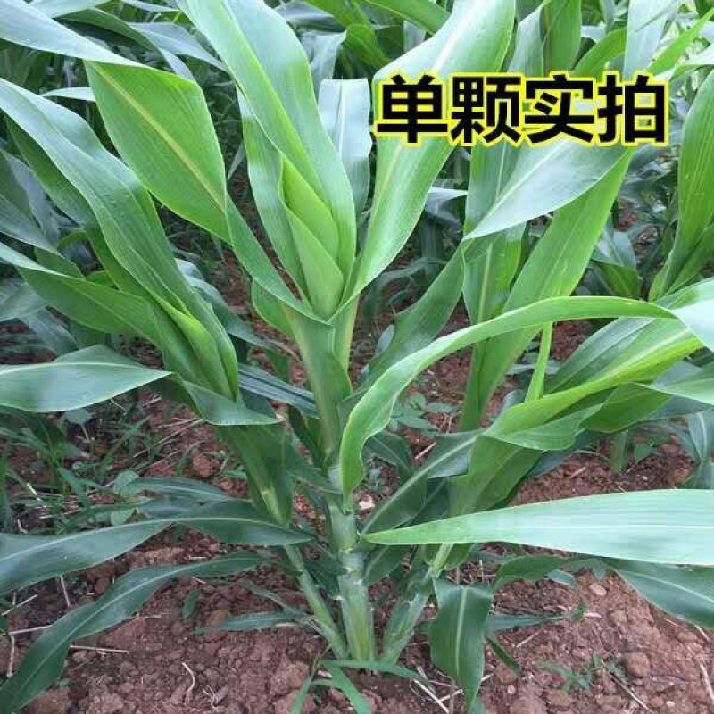 高丹草种子高产型四季牧草种子苏丹草籽多年生进口牧草可货到