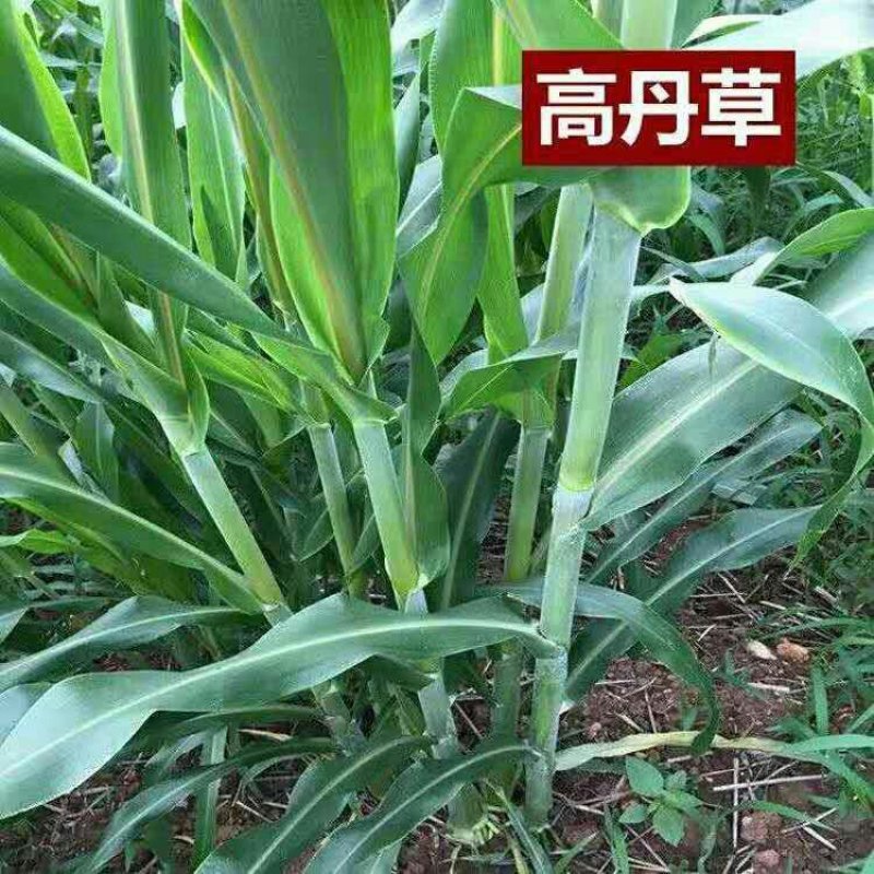 高丹草种子高产型四季牧草种子苏丹草籽多年生进口牧草可货到