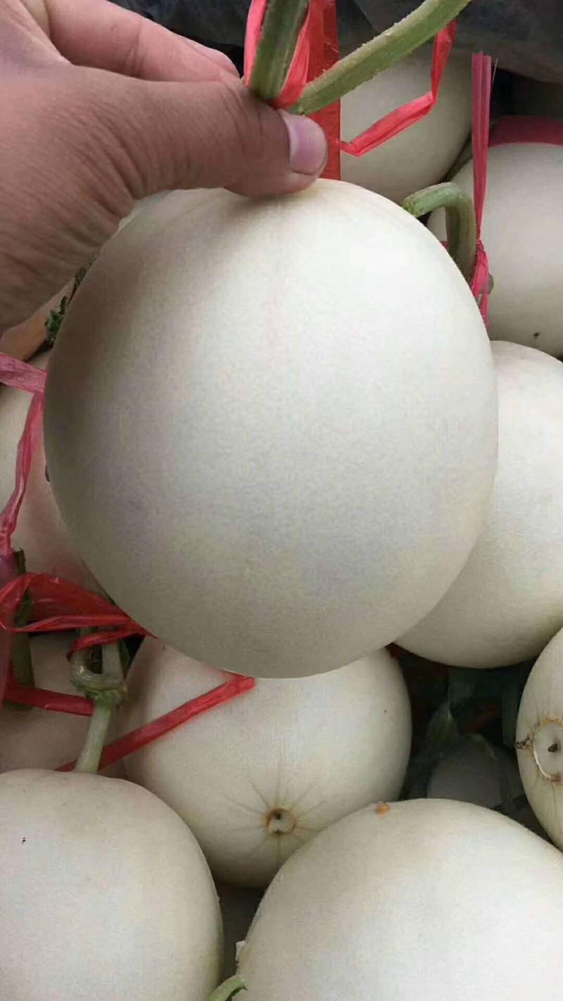 瓜果