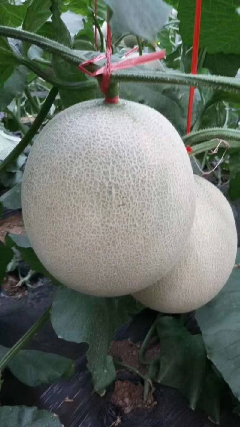 瓜果