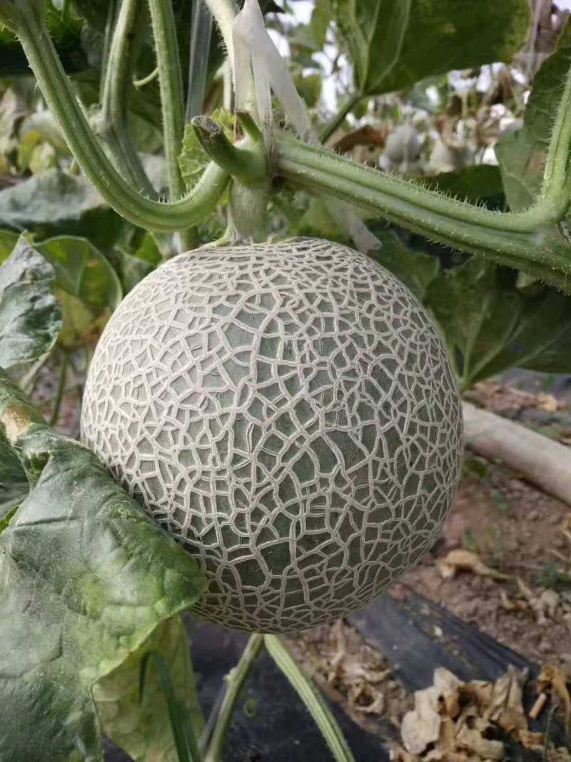 瓜果