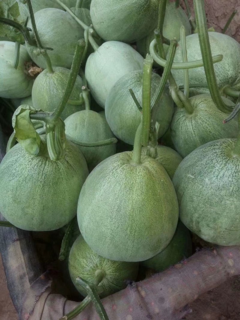 瓜果