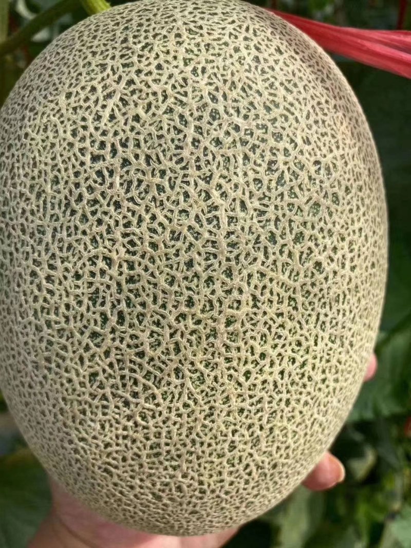 瓜果
