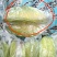 福建漳州杨桃新鲜水果应季现摘现发当季红杨桃