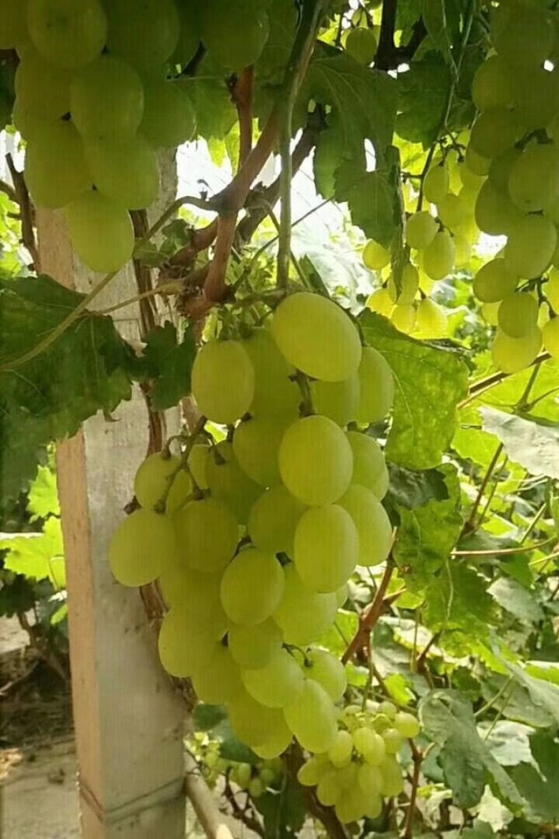 量维多利亚产地直销上1.5～二斤