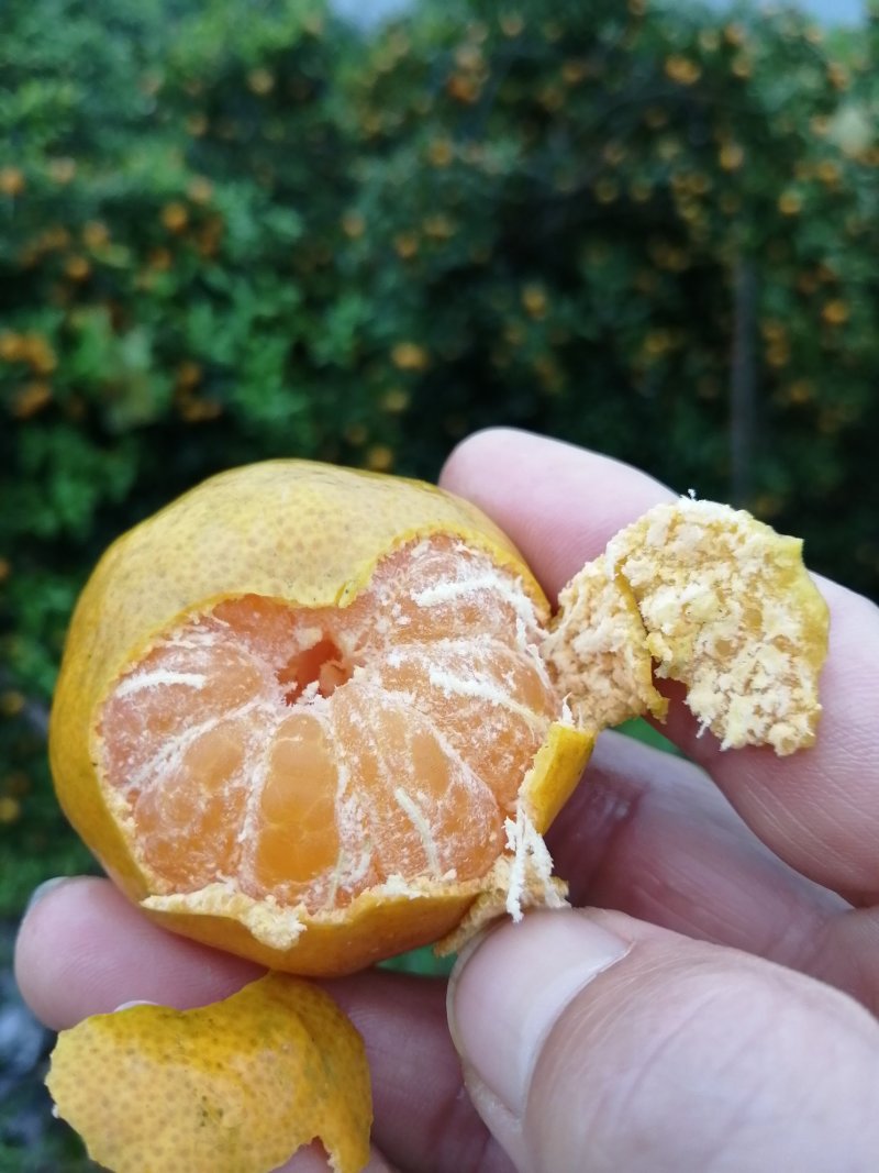 广西阳朔精品马水桔柑桔产地直发货量充足量大从优