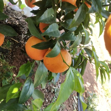 沃柑橘子，厂地直接供货
