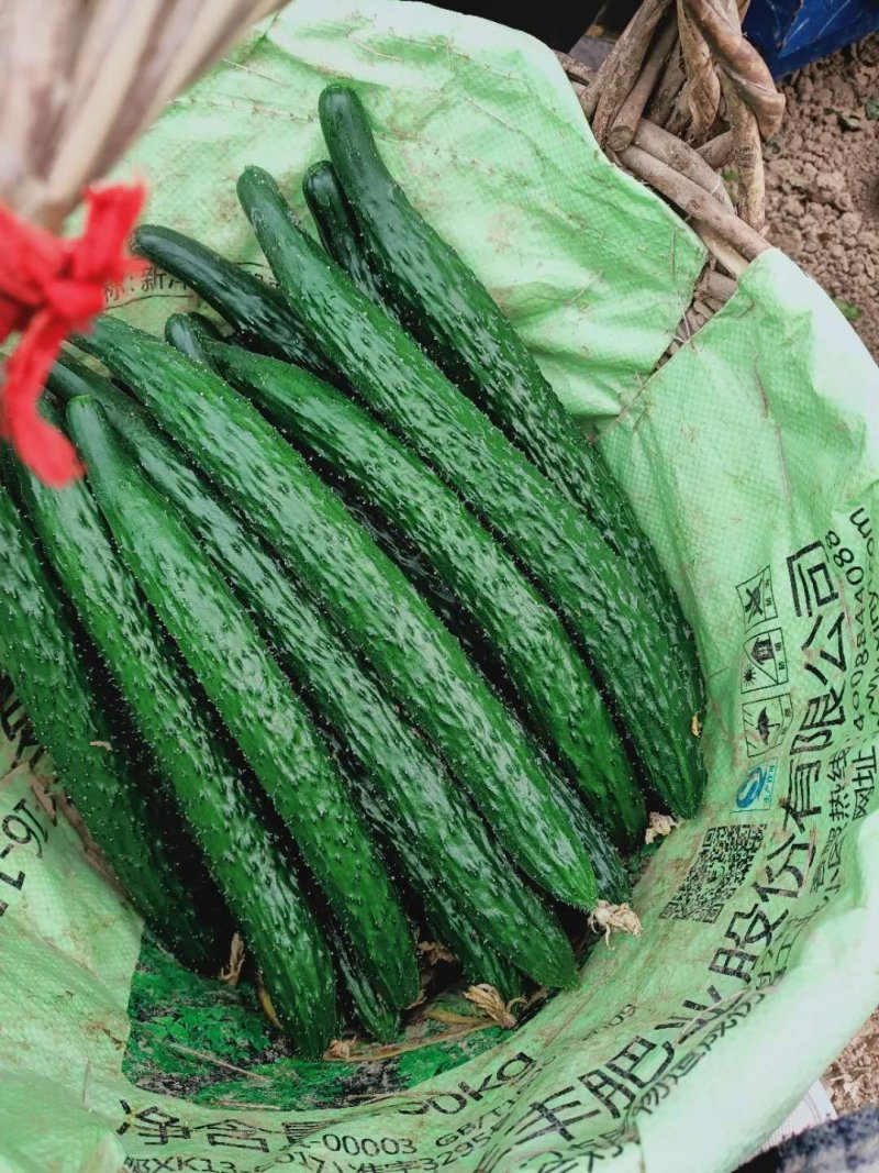 河南鹿邑精品刺瓜25~30公分干花带刺