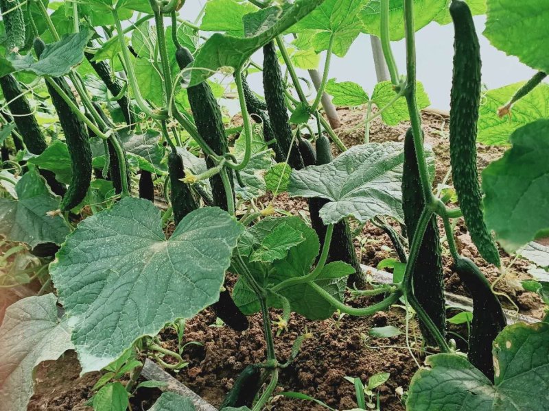 河南鹿邑精品刺瓜25~30公分干花带刺
