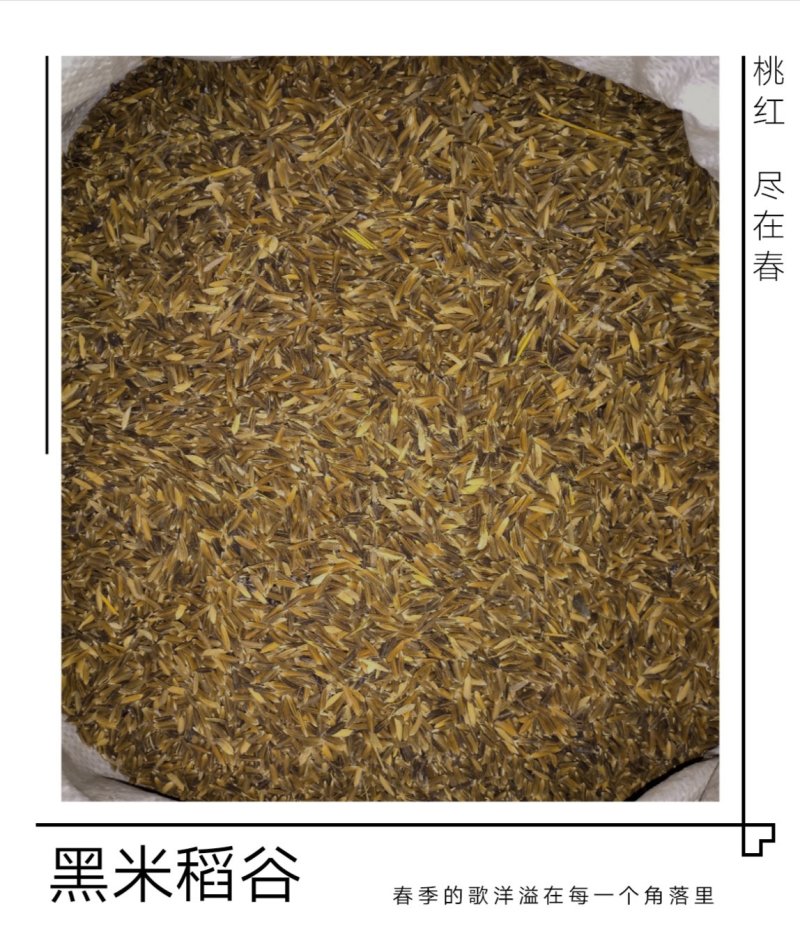 农家自种黑米