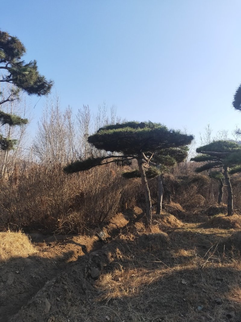 张家口附近造型油松假植杯苗