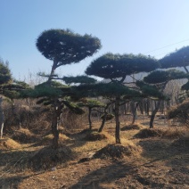 张家口附近造型油松假植杯苗