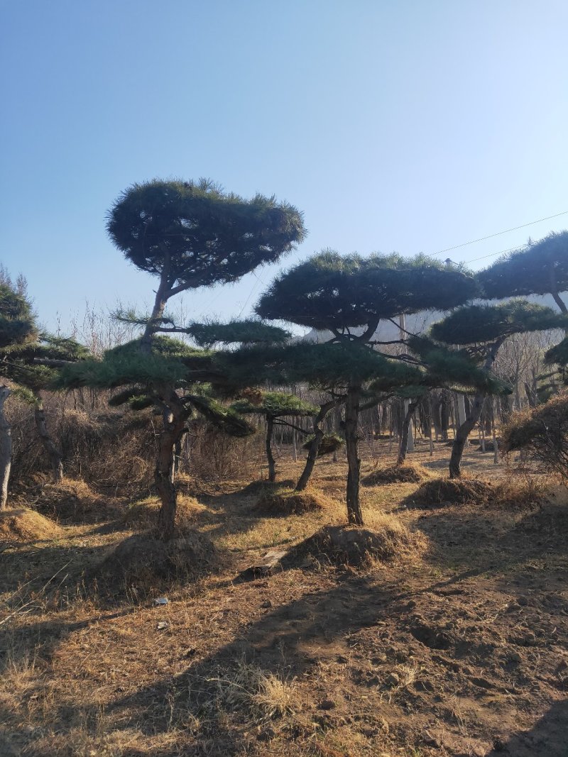 张家口附近造型油松假植杯苗