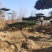 张家口附近造型油松假植杯苗