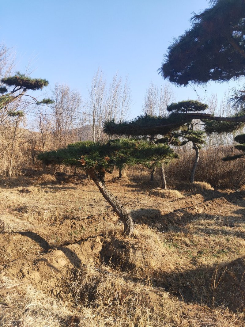 张家口附近造型油松假植杯苗
