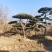 张家口附近造型油松假植杯苗