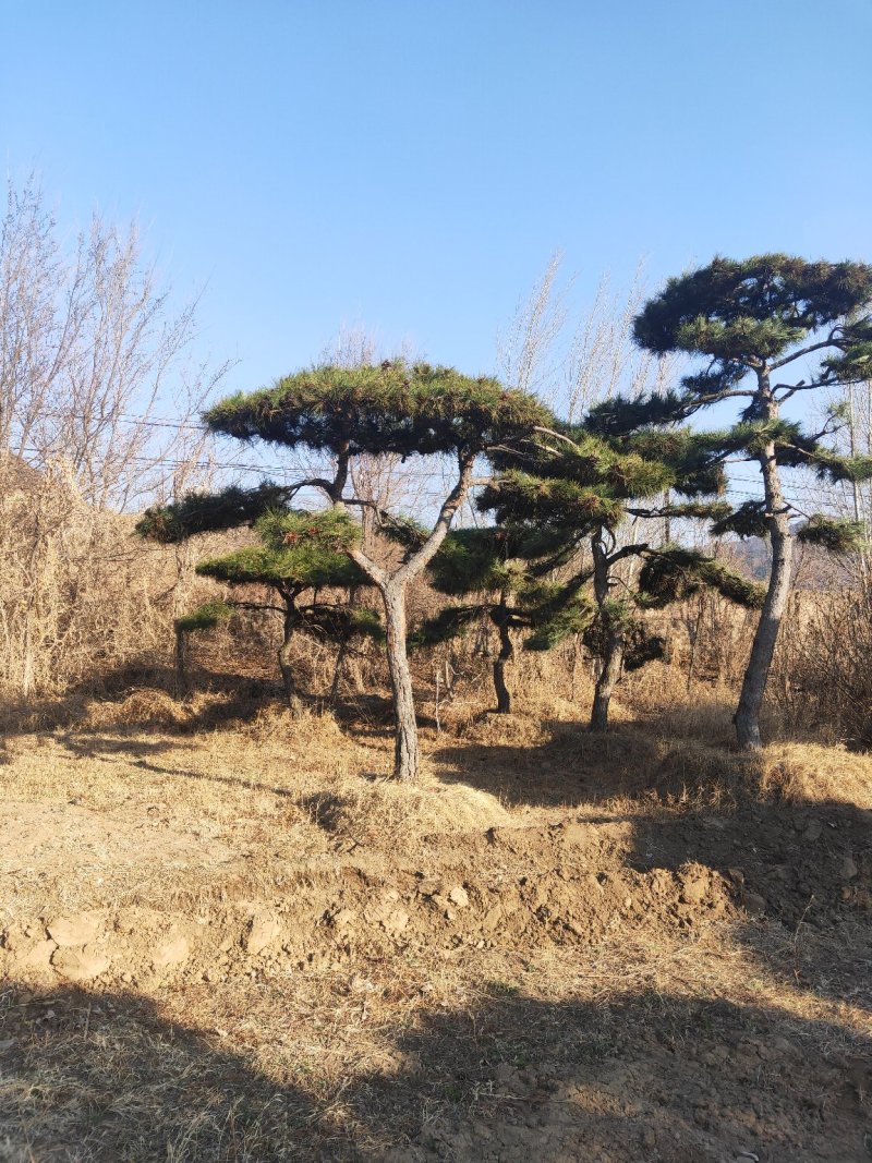 张家口附近造型油松假植杯苗