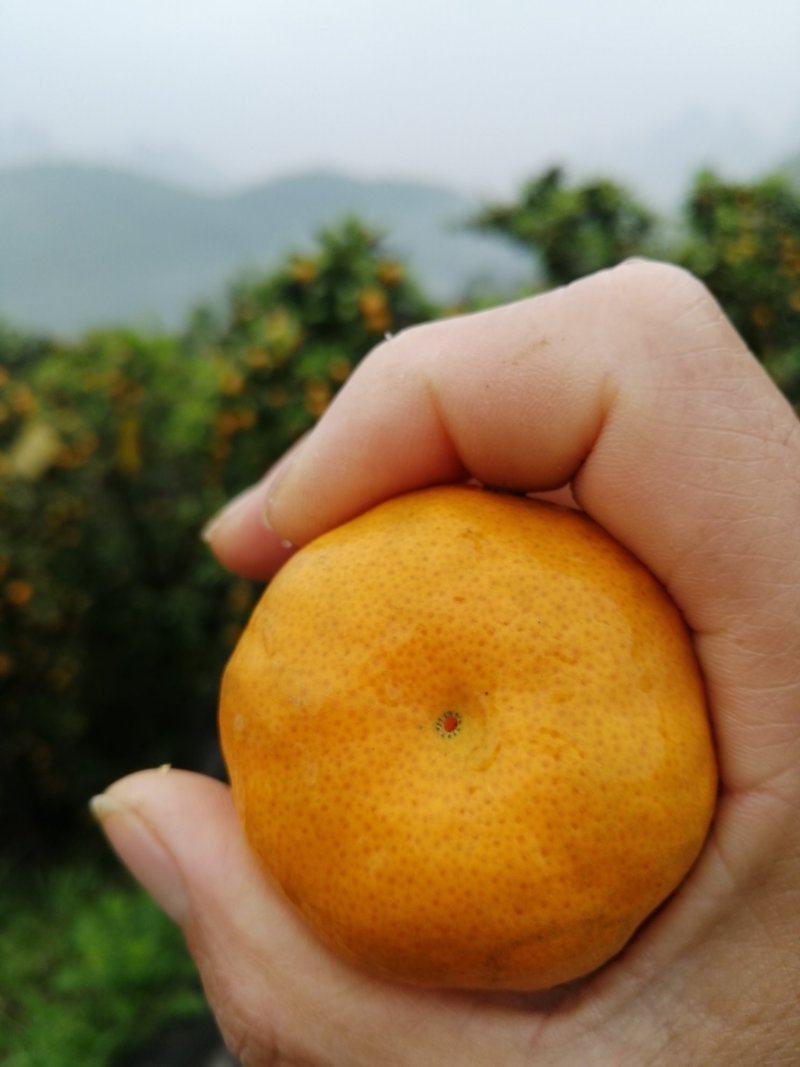 广西阳朔精品马水桔柑桔产地直发货量充足量大从优