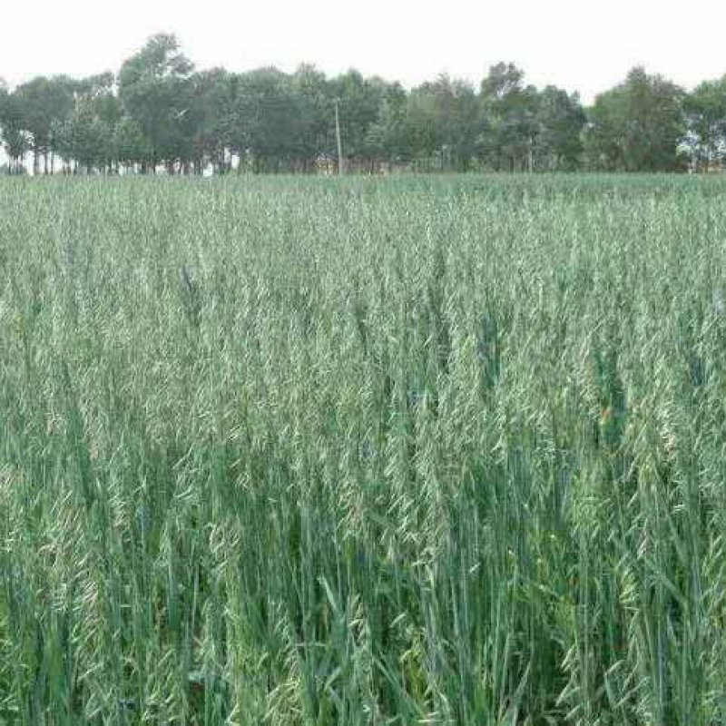 燕麦种子边锋燕麦草种子高产优质牧草种子饲用包邮发芽