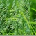 燕麦种子边锋燕麦草种子高产优质牧草种子饲用包邮发芽