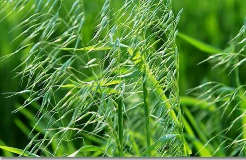 燕麦种子边锋燕麦草种子高产优质牧草种子饲用包邮发芽